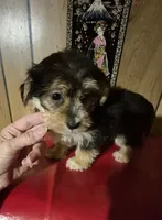 Charlie's boy 1, a male Bichon Frise and Yorkshire Terrier for sale in Momence, IL – Photo 2 of 9