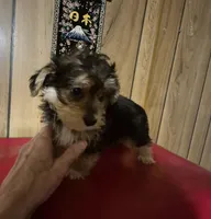 Charlie's boy 1, a male Bichon Frise and Yorkshire Terrier for sale in Momence, IL – Photo 3 of 9