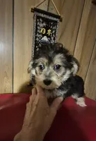 Charlie's boy 1, a male Bichon Frise and Yorkshire Terrier for sale in Momence, IL – Photo 9 of 9