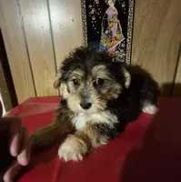 Charlie's boy 1, a male Bichon Frise and Yorkshire Terrier for sale in Momence, IL – Photo 7 of 9