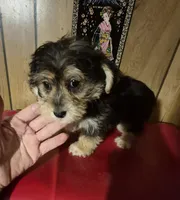 Charlie's boy 1, a male Bichon Frise and Yorkshire Terrier for sale in Momence, IL – Photo 4 of 9