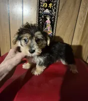 Charlie's boy 1, a male Bichon Frise and Yorkshire Terrier for sale in Momence, IL – Photo 5 of 9