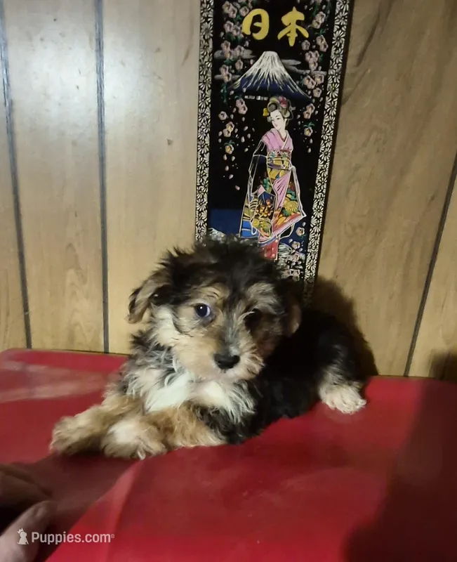 Charlie's boy 1, a male Bichon Frise and Yorkshire Terrier for sale in Momence, IL – Photo 1 of 9