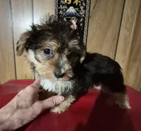 Charlie's boy 1, a male Bichon Frise and Yorkshire Terrier for sale in Momence, IL – Photo 8 of 9