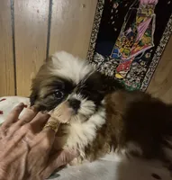 DJ girl, a female Shih Tzu for sale in Momence, IL – 4 of 10