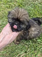 Girl 3, a female Shih Tzu for sale in Momence, IL – 3 of 5
