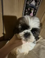 DJ boy, a male Shih Tzu for sale in Momence, IL – 6 of 10