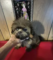 DJ, a male Shih Tzu for sale in Momence, IL – 4 of 10