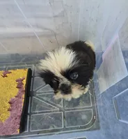 Ricky's boy 3, a male Pomeranian and Shih Tzu for sale in Momence, IL – 8 of 8