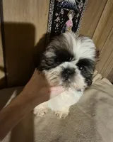 DJ boy, a male Shih Tzu for sale in Momence, IL – 3 of 10