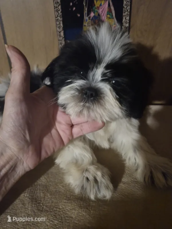 DJ boy – Shih Tzu puppy for sale in Momence, IL
