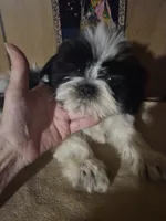 DJ boy, a male Shih Tzu for sale in Momence, IL – 1 of 10