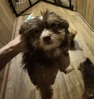 Charlie's boy 3, a male Shih Tzu and Yorkshire Terrier for sale in Momence, IL – 2 of 3