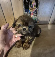 Lacys boy, a male Shih Tzu for sale in Momence, IL – 3 of 10