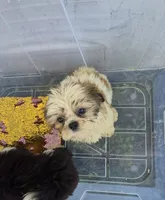 Ricky's boy 2, a male Shih Tzu for sale in Momence, IL – 2 of 7