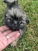 Girl 2, a female Shih Tzu for sale in Momence, IL – 1 of 6