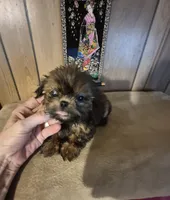Lacys boy, a male Shih Tzu for sale in Momence, IL – 7 of 10