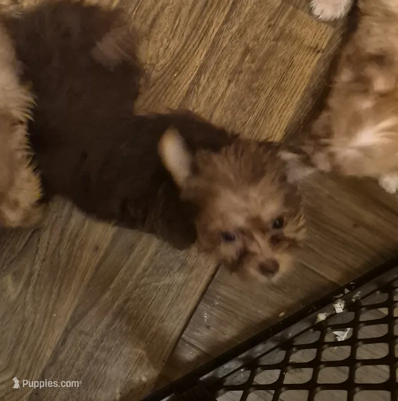 Charlie's girl – Shih Tzu, Yorkshire Terrier puppy for sale in Momence, IL