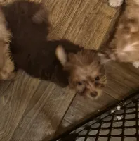 Charlie's girl, a female Shih Tzu and Yorkshire Terrier for sale in Momence, IL – 1 of 7