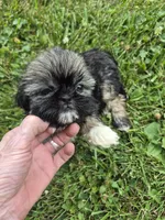 Girl 4, a female Shih Tzu for sale in Momence, IL – 5 of 5