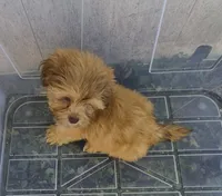 Ricky's boy 1, a male Pomeranian and Shih Tzu for sale in Momence, IL – 3 of 7