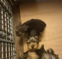 Charlie's boy 1, a male Yorkshire Terrier for sale in Momence, IL – Photo 3 of 5