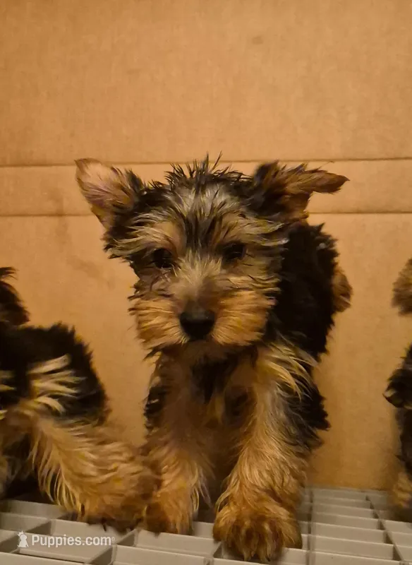 Charlie's boy 1 – Yorkshire Terrier puppy for sale in Momence, IL