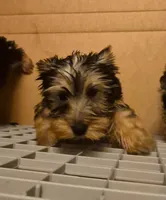 Charlie's boy 1, a male Yorkshire Terrier for sale in Momence, IL – Photo 4 of 5