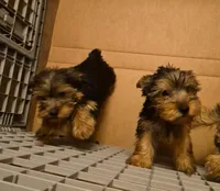 Charlie's boy 1, a male Yorkshire Terrier for sale in Momence, IL – Photo 5 of 5