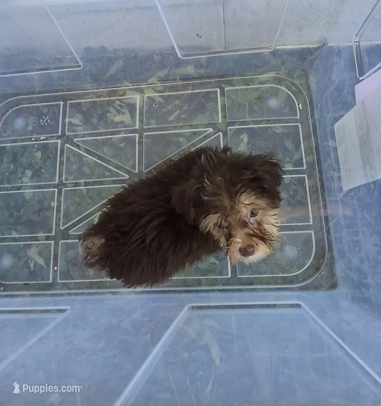 Charlie's boy 3 – Shih Tzu, Yorkshire Terrier puppy for sale in Momence, IL