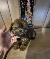 Lacys boy, a male Shih Tzu for sale in Momence, IL – 4 of 10