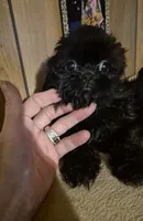 Girl 1, a female Shih Tzu for sale in Momence, IL – 8 of 9