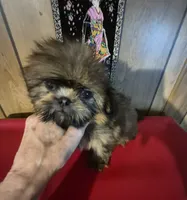 DJ, a male Shih Tzu for sale in Momence, IL – 3 of 10
