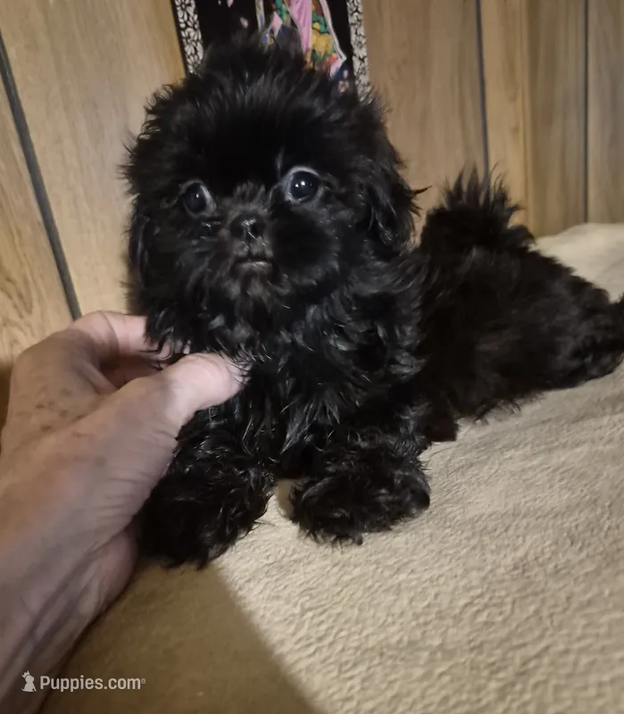 Girl 1 – Shih Tzu puppy for sale in Momence, IL