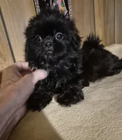 Girl 1, a female Shih Tzu for sale in Momence, IL – 1 of 9