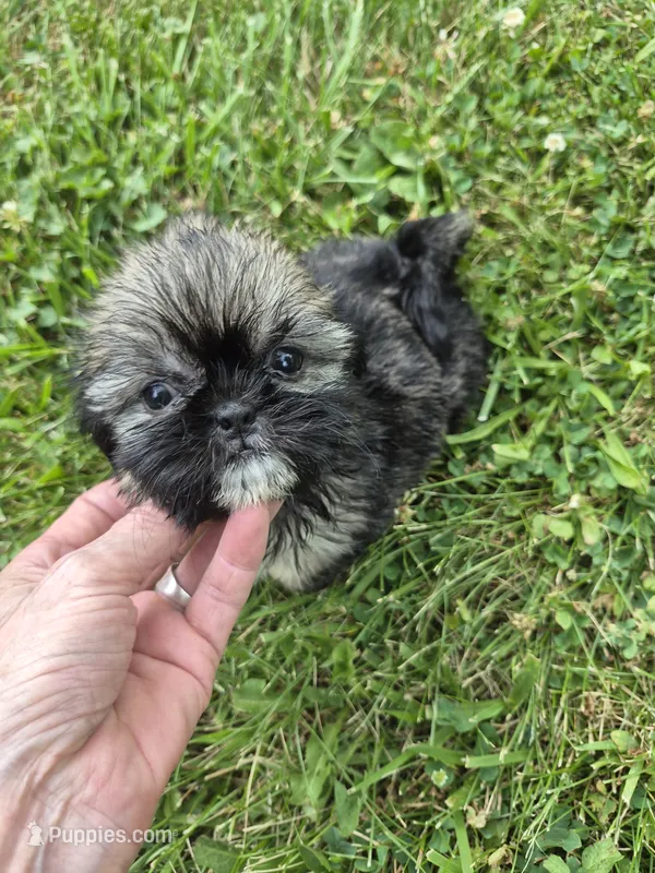 Girl 4 – Shih Tzu puppy for sale in Momence, IL