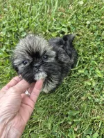 Girl 4, a female Shih Tzu for sale in Momence, IL – 1 of 5