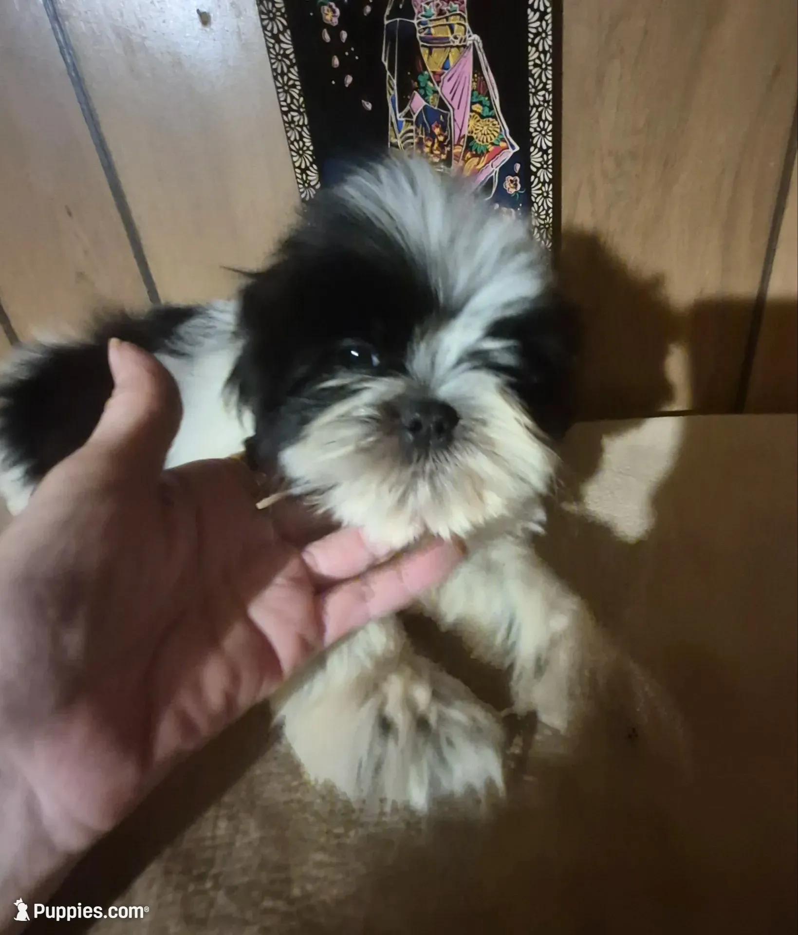 DJ boy, a male Shih Tzu for sale in Momence, IL – 3 of 10