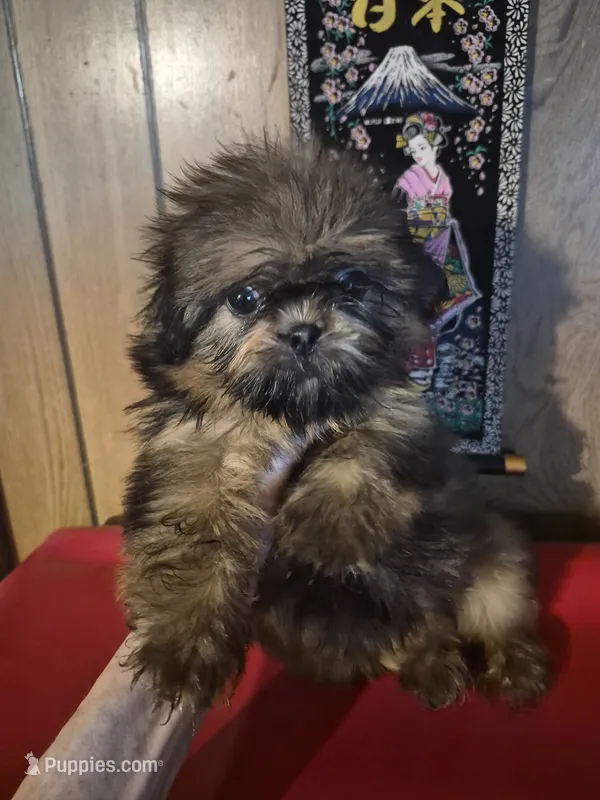 DJ – Shih Tzu puppy for sale in Momence, IL