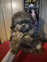DJ, a male Shih Tzu for sale in Momence, IL – 8 of 10