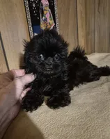 Girl 1, a female Shih Tzu for sale in Momence, IL – 5 of 9