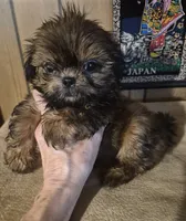 Lacys boy, a male Shih Tzu for sale in Momence, IL – 6 of 10