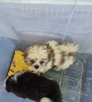 Ricky's boy 2, a male Shih Tzu for sale in Momence, IL – 7 of 7