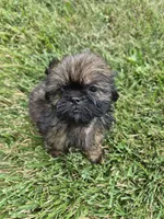 Girl 3, a female Shih Tzu for sale in Momence, IL – 2 of 5