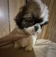 DJ boy, a male Shih Tzu for sale in Momence, IL – 8 of 10