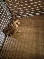 Male 3, a male Shih Tzu for sale in Momence, IL – Photo 4 of 4