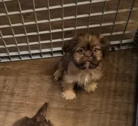 Male 3, a male Shih Tzu for sale in Momence, IL – Photo 2 of 4