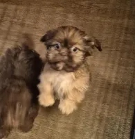 Male 3, a male Shih Tzu for sale in Momence, IL – Photo 1 of 4