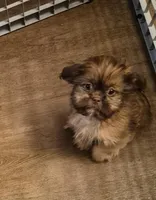 Male 3, a male Shih Tzu for sale in Momence, IL – Photo 3 of 4