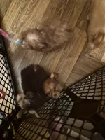 Charlie's girl, a female Shih Tzu and Yorkshire Terrier for sale in Momence, IL – 7 of 7